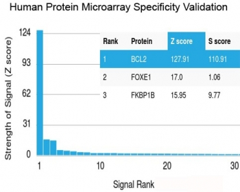 Recombinant Bcl2 Antibody
