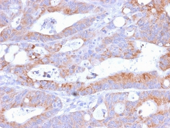 Recombinant CD86 Antibody