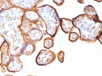 Recombinant Thrombomodulin Antibody / CD141
