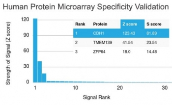 Recombinant E-Cadherin Antibody