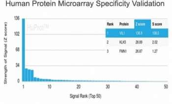 Recombinant Villin Antibody / VIL1