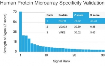 Recombinant p75NTR Antibody / NGFR