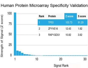 Recombinant p53 Antibody / Rabbit Monoclonal