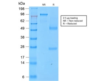 Recombinant CD43 Antibody / Rabbit Monoclonal