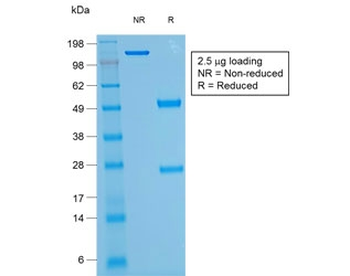 Recombinant CD43 Antibody