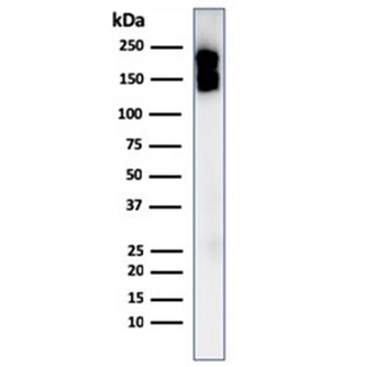 Recombinant CD45 Antibody / Rabbit Monoclonal
