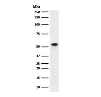 Recombinant CD86 Antibody / Rabbit Monoclonal
