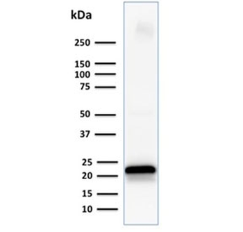 CD3e Antibody
