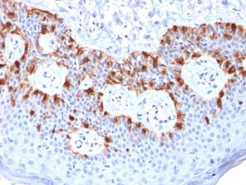 Recombinant Melan-A Antibody