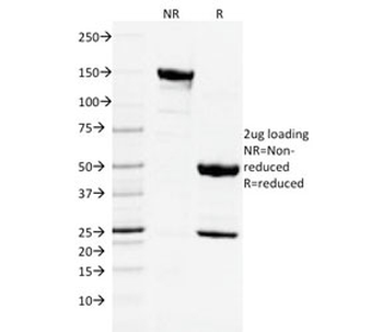 CD3e Antibody