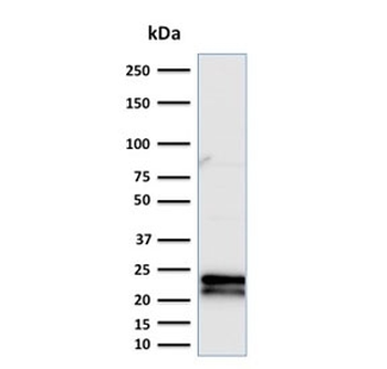CD3e Antibody