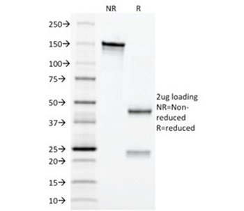 CD3e Antibody