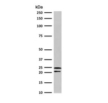 CD3 epsilon Antibody