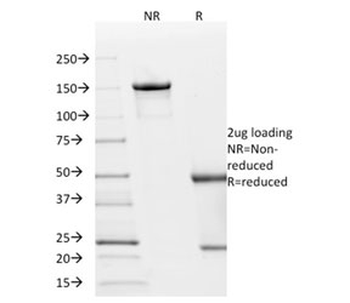 p21 Antibody / p21WAF1