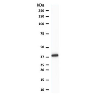 PU.1 Antibody / SPI1