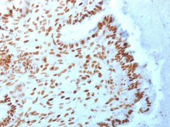 TLE1 Antibody / Transducin-like enhancer protein 1