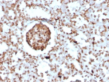 BrdU Antibody / Bromodeoxyuridine