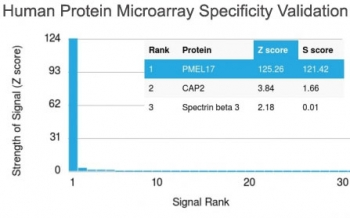 Melanoma gp100 Antibody / PMEL17