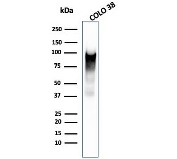 Melanoma gp100 Antibody / PMEL17