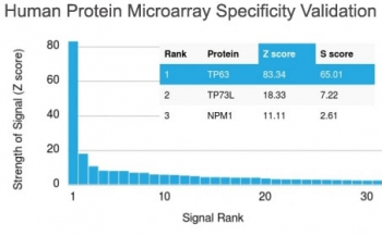 p63 Antibody