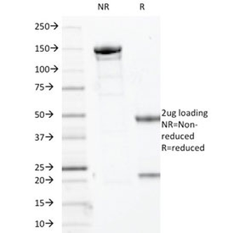 p63 Antibody