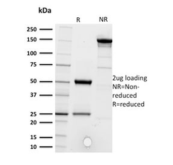 CD5 Antibody