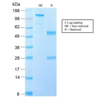 Recombinant EGFRvIII Antibody / EGF Receptor Variant III