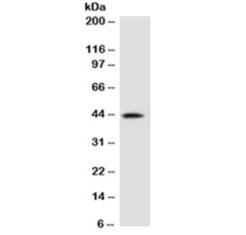 AMACR Antibody