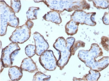 Recombinant Placental Alkaline Phosphatase Antibody