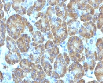 TOP1MT Antibody