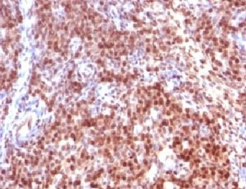 SUMO-2 Antibody