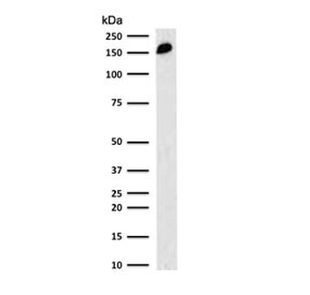 CD45RA Antibody