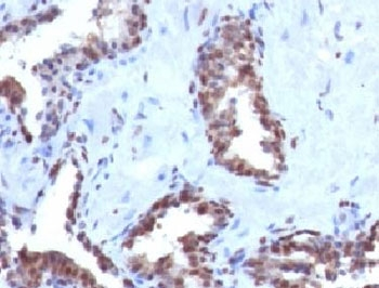 Cyclin B1 Antibody