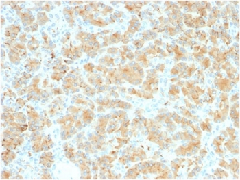 Recombinant Glycoprotein 2 Antibody / GP2 / ZAP75