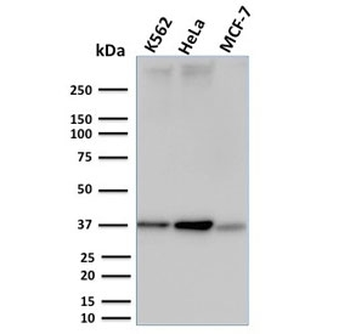 RAD51 Antibody