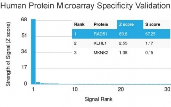 RAD51 Antibody
