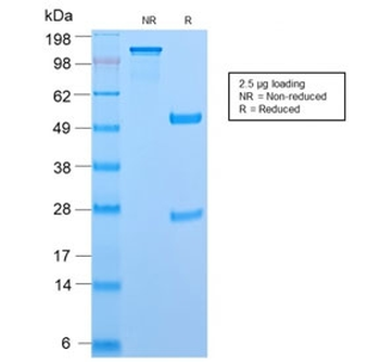Recombinant CD45RB Antibody