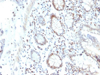 RAD51 Antibody