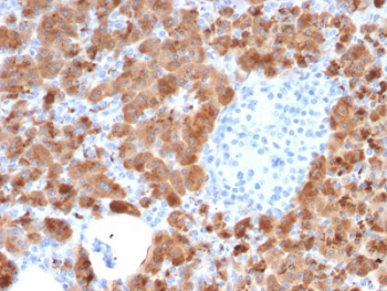 Carboxypeptidase A1 Antibody / CPA1