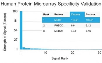 MSH6 Antibody