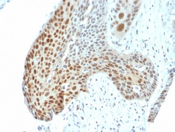 Phospho-c-Jun Antibody (pT91/93)