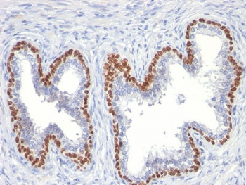 p63 Antibody