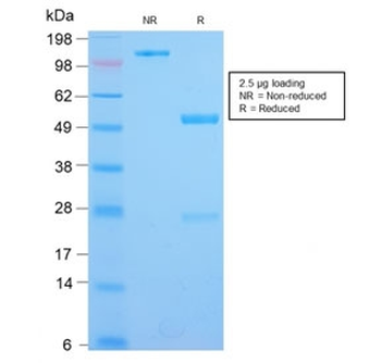Recombinant IL3RA Antibody / CD123