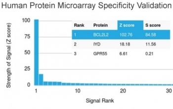 Bcl2L2 Antibody / Bcl-W