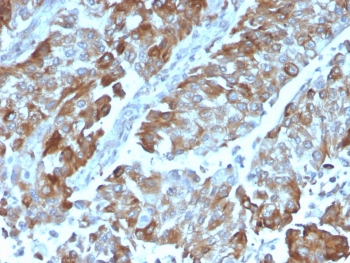 OX40 Antibody / CD134 / TNFRSF4