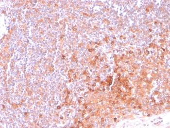 OX40 Antibody / CD134 / TNFRSF4