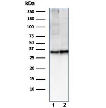 CD47 Antibody / IAP