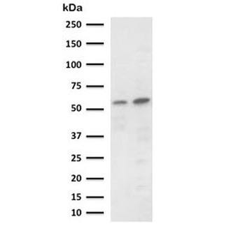 PD-L2 Antibody