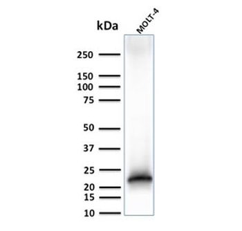 Recombinant CD3e Antibody