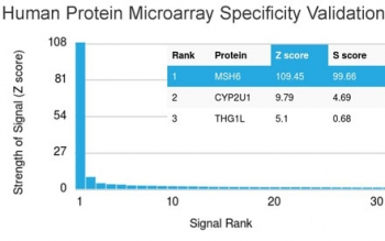 MSH6 Antibody